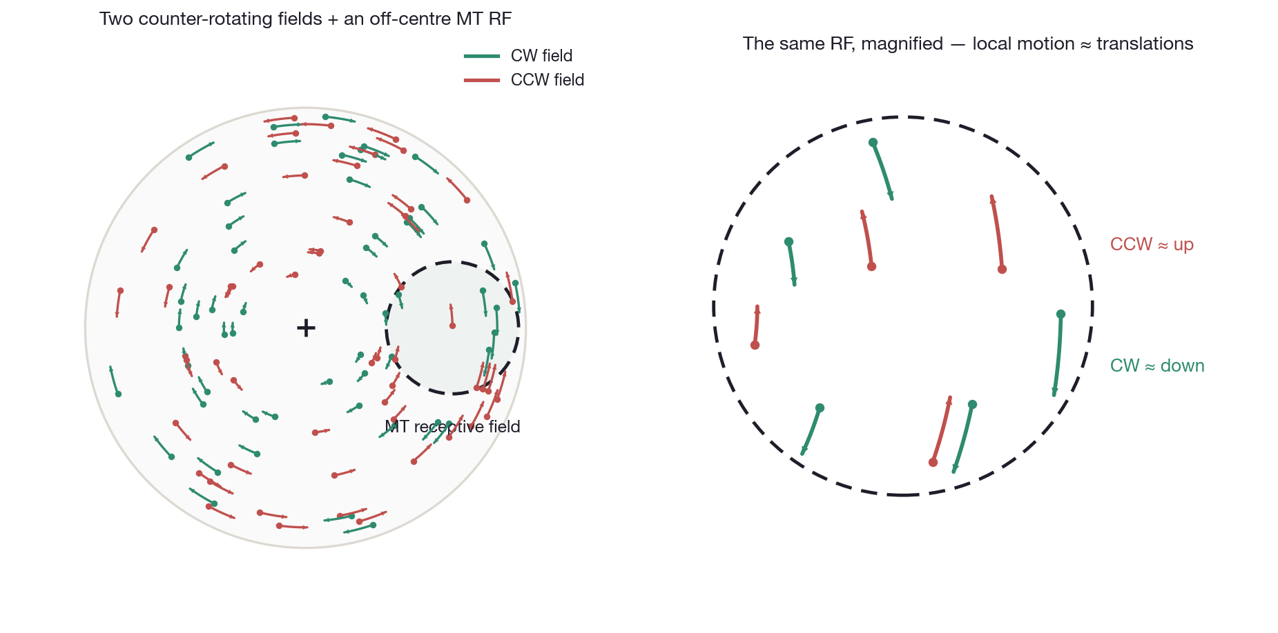 Two counter-rotating dot fields with an off-center MT receptive field; within it the rotations are locally approximate translations (clockwise down, counter-clockwise up)